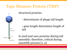 Tape Measure Protein (TMP)
