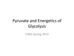 Pyruvate and Energetics of Glycolysis