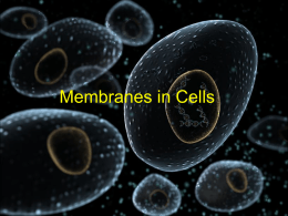 Cell Membranes CXH File