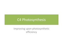 C4 Photosynthesis - Madison County Schools