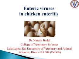 The role of enteric viruses in poult enteritis