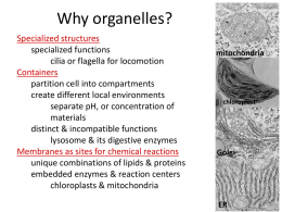 cell organellesx