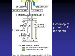Lecture 7: Protein Sorting