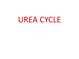 2. Lect. Urea cyclex
