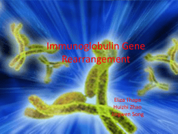 Immunoglobulin Gene Rearrangement et hz js 113016