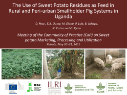 The use of Sweet Potato Residues as Feed in Rural and Peri