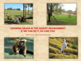 Growing Grass in a Desert Environment