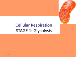 3 Option B Cell Respiration Glycolysis 2011