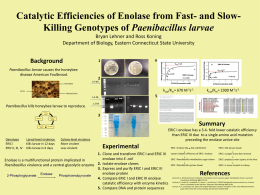 Catalytic Efficiencies of Fast and Slow Killing