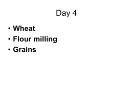 Wheat Flour milling Grains