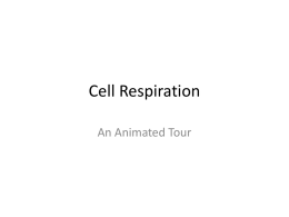 Cell respiration powerpoint animation