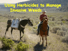 Using Herbicides to Manage Noxious Weeds