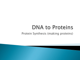 DNA to Proteins
