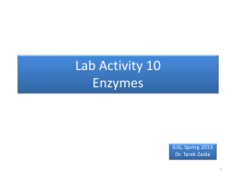 Lab Activity 10 Enzymes