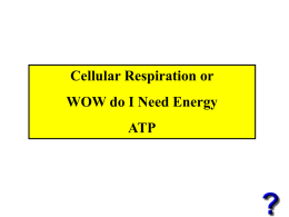 Cellular Respiration or WOW do I Need Energy ATP All cells need