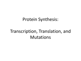 Transcription, Translation, and Protein Synthesis EOC