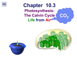 Photosynthesis2x