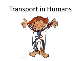 Transport in Humansx