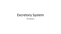 Excretory System File