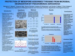 PROTECTION OF MESOPORE-ADSORBED TYROSINE FROM