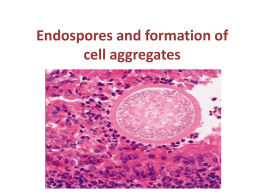 Endospores and formation of cell aggregates