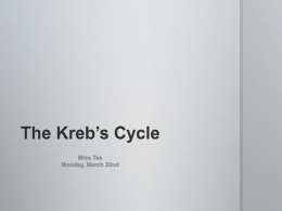 The Kreb`s Cycle