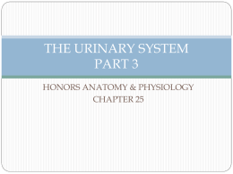 THE URINARY SYSTEM PART 3
