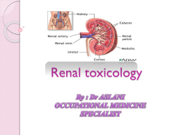 Renal toxicology