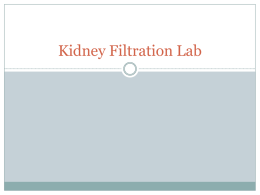 Kidney Infiltration Lab