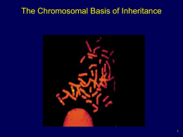 Inheritance - Chromosomal Basis