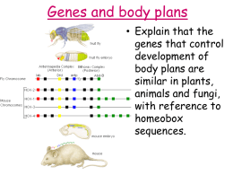 Lesson_6_Genes_and_body_plansx