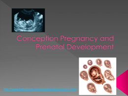 Conception Pregnancy Notes
