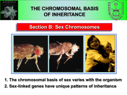 Genetics (Chromosomal Bases)