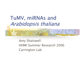 TuMV, miRNA`s and Arabidopsis thaliana