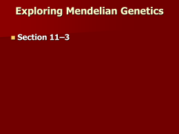 Exploring Mendelian Genetics Section 11–3 Independent Assortment