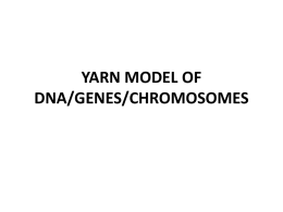 YARN MODEL OF DNA/GENES/CHROMOSOMES
