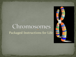 Chromosomes - cloudfront.net