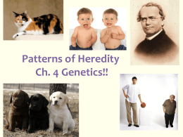 Patterns of Heredity Genetics