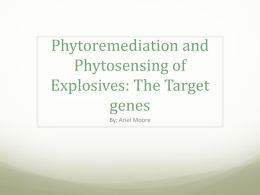 Phytoremediation and Phytosensing of Explosives: The Target genes