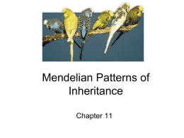 Ch 11 Mendelian Patterns of Inheritance