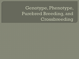 Genotype, Phenotype, Purebred Breeding, and Crossbreeding