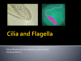 Cilia and Flagella: The Basics