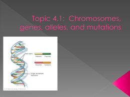 Topic 4.1: Chromosomes, genes, alleles, and mutations