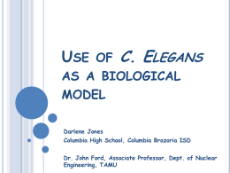 Use of C. Elegans as a biological model