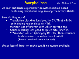 Morpholino Injections