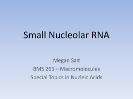 Small Nucleolar RNA