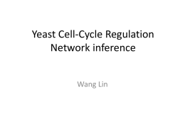 Yeast Cell-Cycle Regulation Network inference
