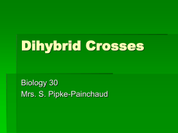Dihybrid Cross Powerpoint