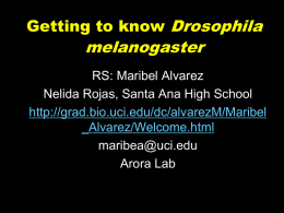 Drosophila Workshop Presentation - UCI