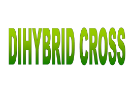 Dihybrid Crosses ppt